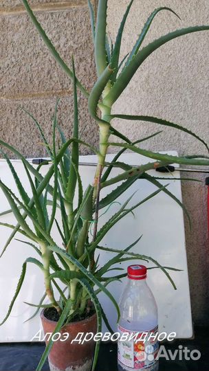 Бархатцы (тагетес)