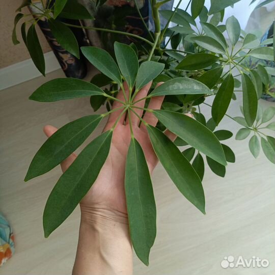 Комнатные цветы шефлера