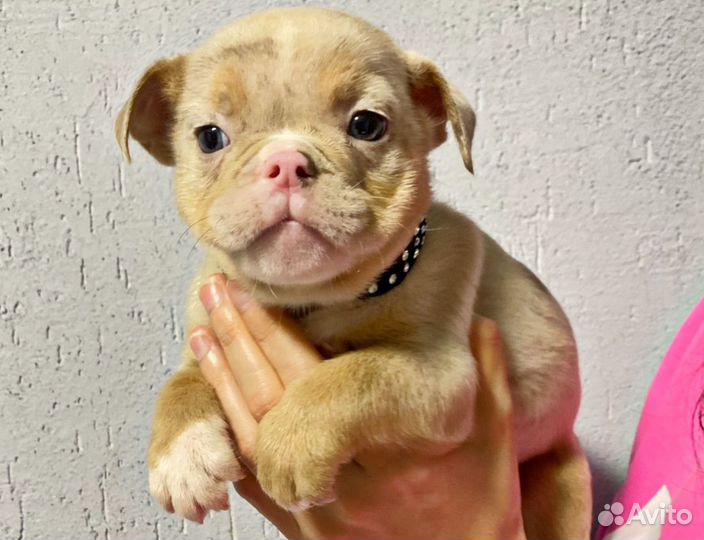 Американский булли щенок мальчик микро экзот