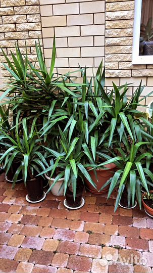 Пальма юкка