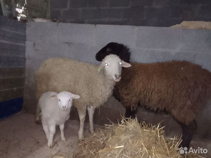 Овцы ярки