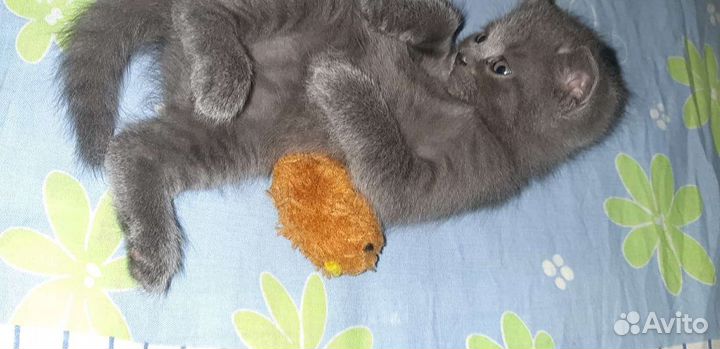 Британские котята