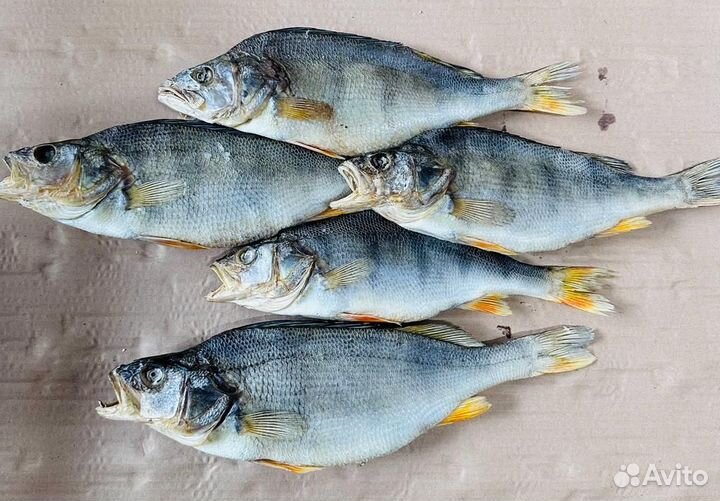 Окунь вяленый крупный