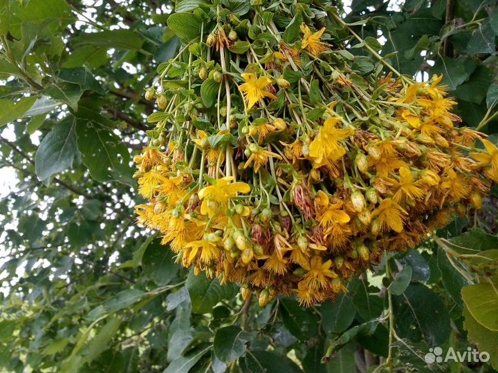 Пучек зверобоя