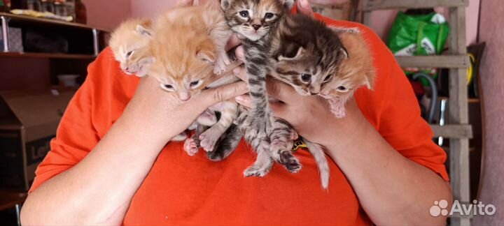 Котята мейн-кун