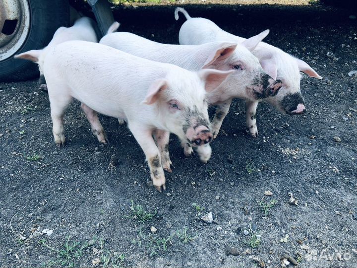 Поросята