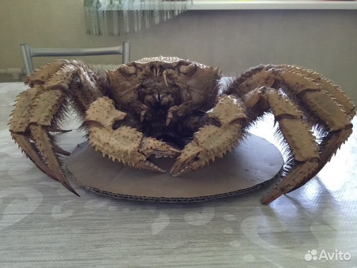 Чучело краба волосатика