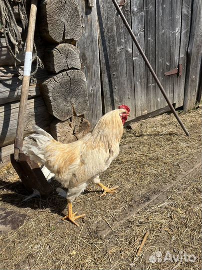 Молодые петухи