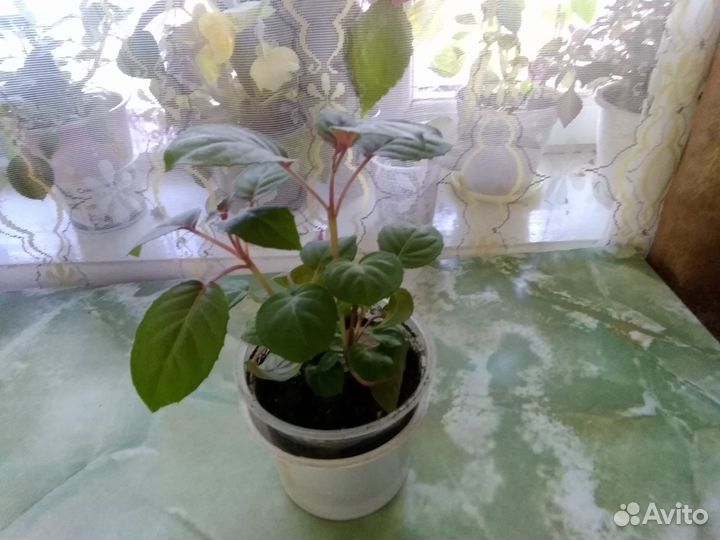 Фуксия Water Nymph