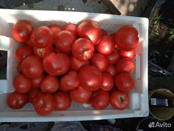 Помидор перец чеснок