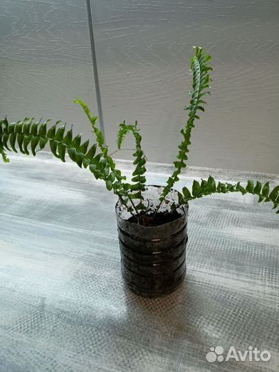 Папоротник нефролепис Грин Леди
