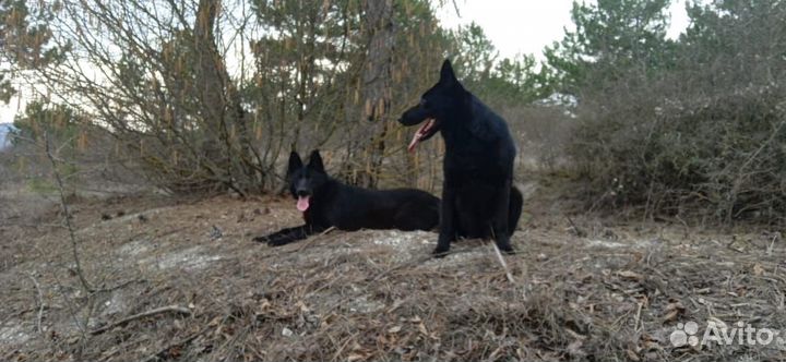 Черная немецкая овчарка