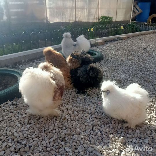 Продам питухов Китайская Шелковая