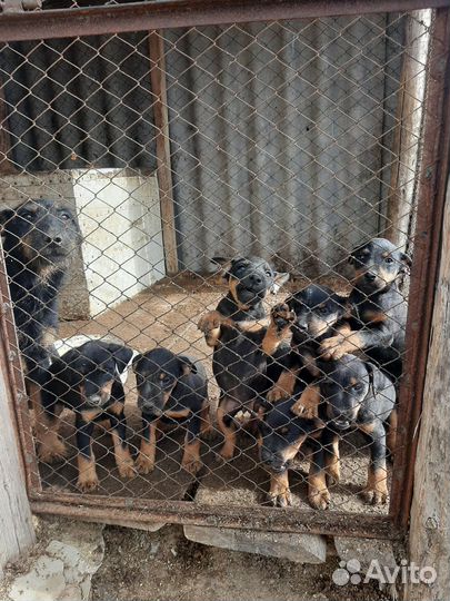 Щенки ягдтерьера