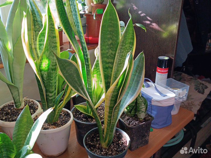 Сансевиерия Лауренти