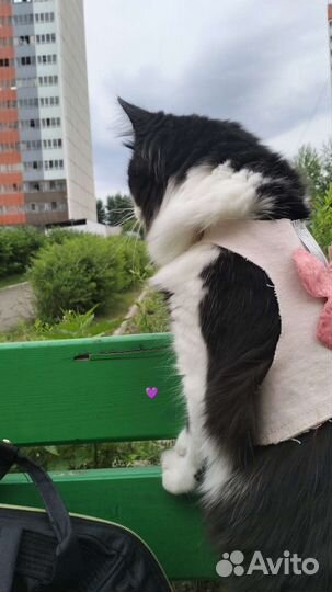 Передержка животных