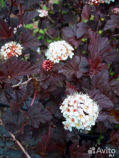 Кустарники и многолетники