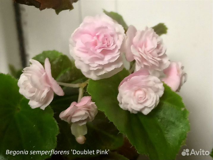 Бегония вечноцветущая махровая разные сорта