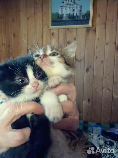 Котята в добрые руки бесплатно