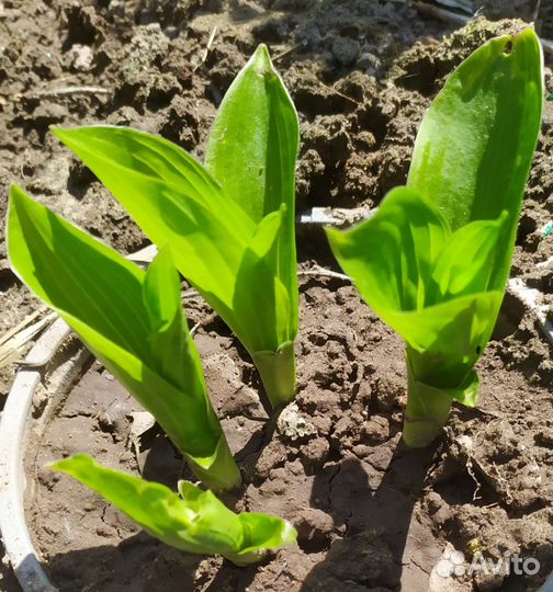 Цветы многолетники