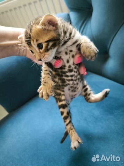 Бенгальские котята