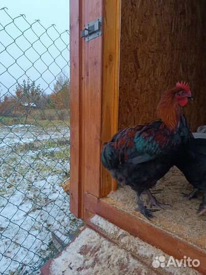 Куры породы Маран