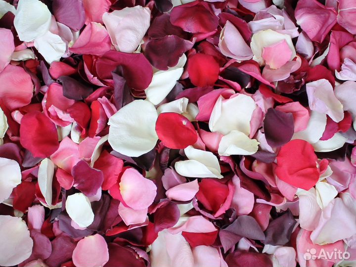 Лепестки роз
