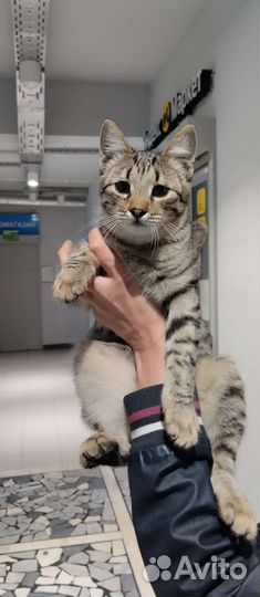 Кошка в дар