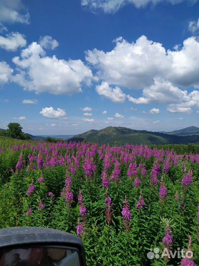 Мёд алтайский