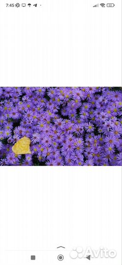 Цветы для сада