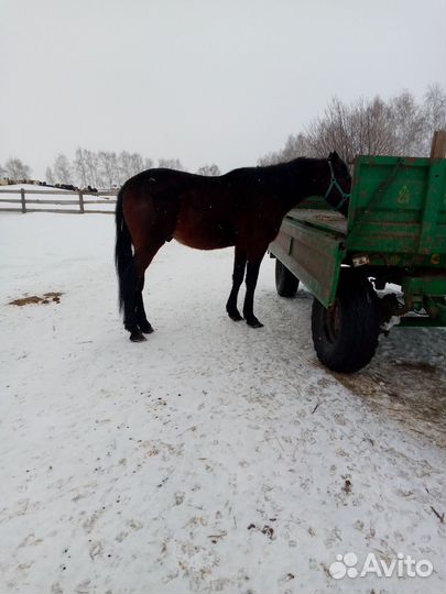 Продам жеребцов