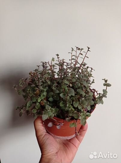 Каллизия зелёная