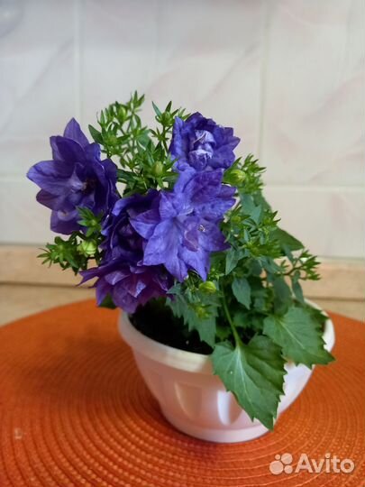 Кампанула Dublin Blue-жених махровый