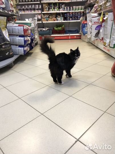 Котенок очень ищет дом
