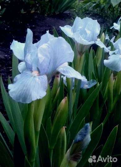 Ирис карликовый голубой сорт Blue Denim