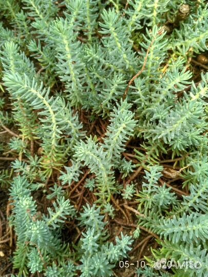 Садовые цветы, почвопокровники