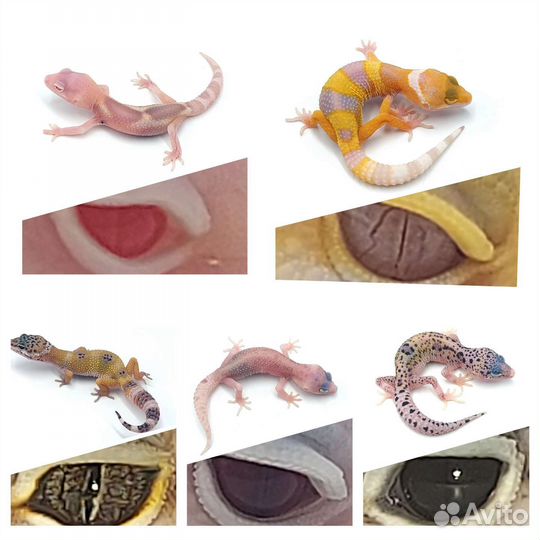 Эублефары. Гекконы