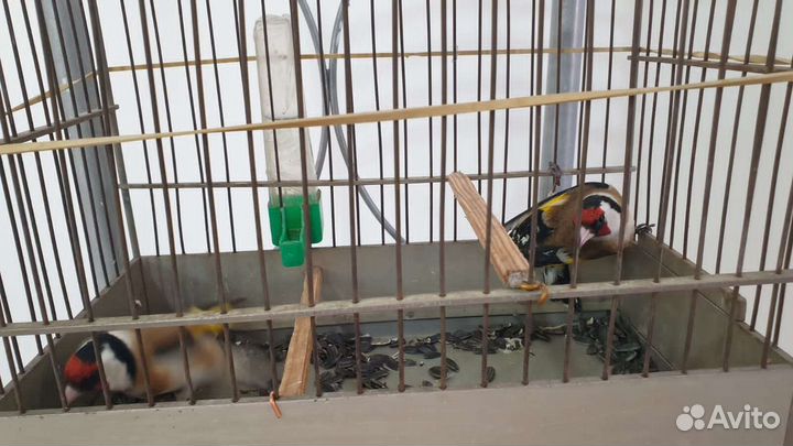 Щегол поющий