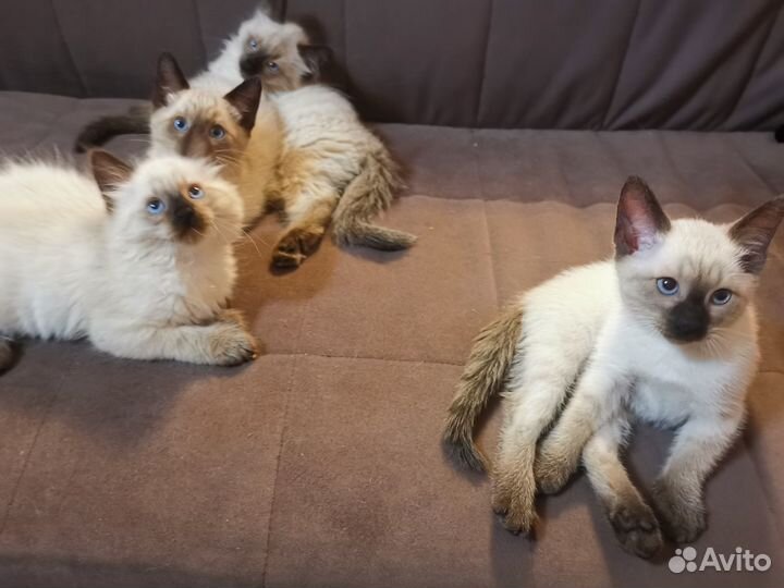 Продаются Тайские (Сиамские) котята