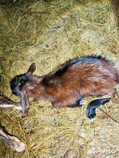 Козлята,чехи