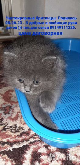 Британские котята