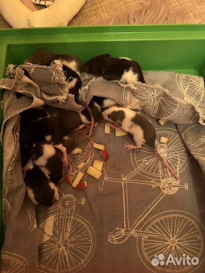 Мышки в добрые руки