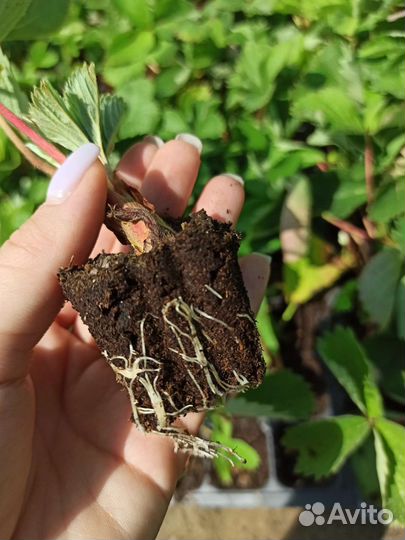 Рассада клубники оптом