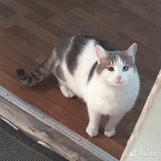 Кот бесплатно в добрые руки