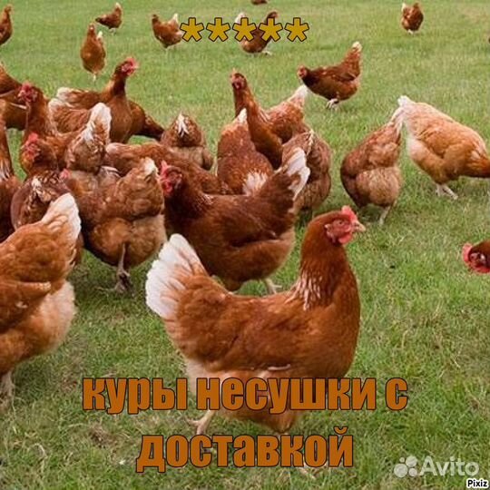 Куры несушки к порогу