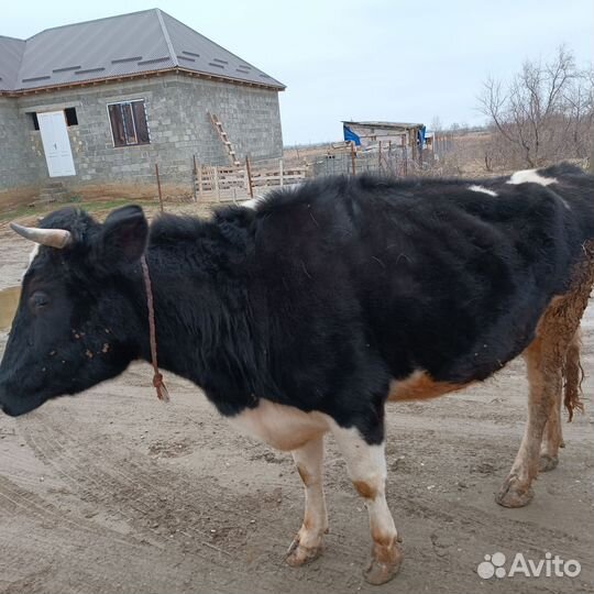 Корова породистая,Галштинская порода