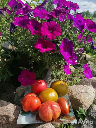 Рассада томатов, перцев, огурцов, петунии