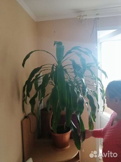 Комнотное пальмовое растение Драцена Массанжеана