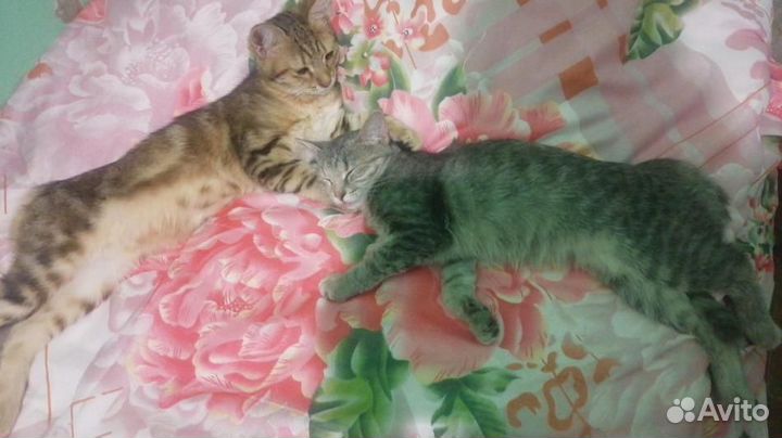 Ласковая Маруся очень ищет дом