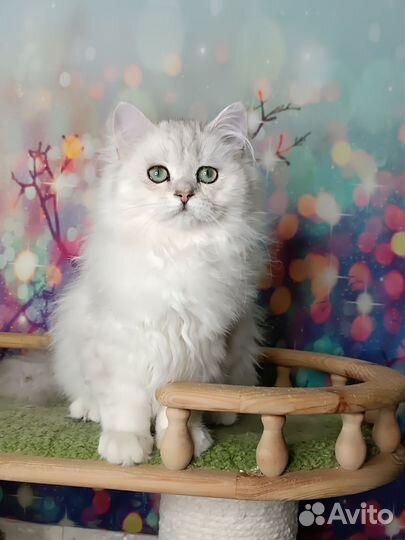 Британские котята длинношерстные